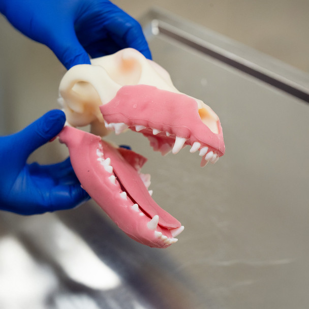 Norman – Multi Procedure Canine Dental Model   tandmodel hund3